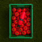 Tomato Umbrella Mini